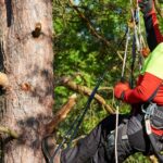 Arborists and Tree Safety