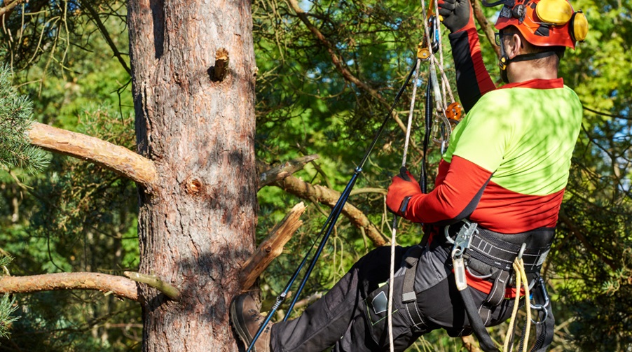 Arborists and Tree Safety